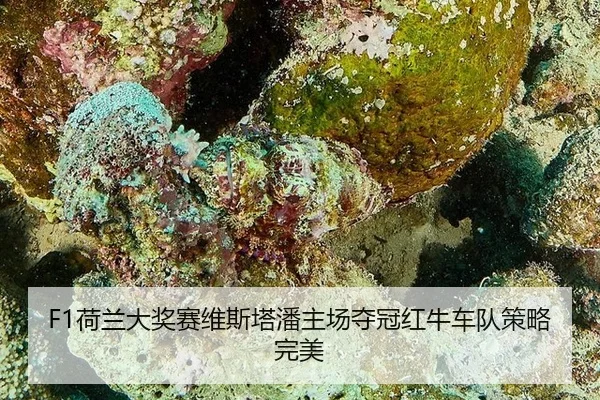 F1荷兰大奖赛维斯塔潘主场夺冠红牛车队策略完美